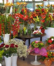 Chlorophylle image 4