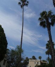 Alp'azur Elagage image 15