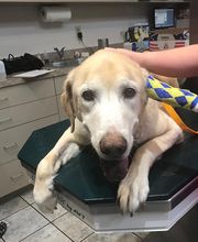 Deer Park Veterinary Hospital image 15