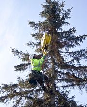 SavATree - Tree Service & Lawn Care image 11