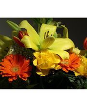 Gallery Cliente