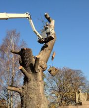 Gartenservice Tokarski Bild 5