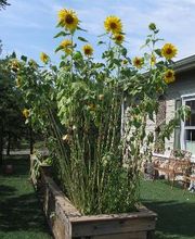 Merit School of Braemar image 3