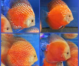 peces-rojos-01-g.jpg