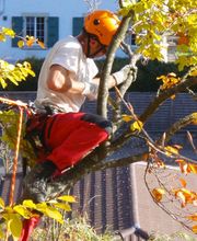 Spycher Baumpflege GmbH Bild 1