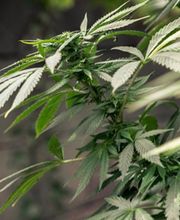 Medical Alternatives Clinics - Medical Marijuana Doctor image 3