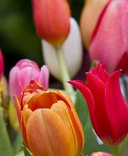 Le Jardin Des Fleurs image 6