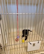 Independence Animal Hospital image 4