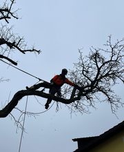 Fällung Birnbaum