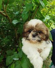 Manusset Sylvie image 12