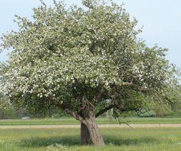 Baum- und Gartenpflege Schifelbein GmbH