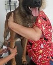 Clinique Vétérinaire de la Risle image 2