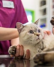 Kleintierpraxis Wydenhof Bild 4