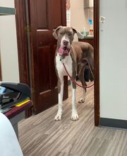 Country Hills Veterinary Hospital: Greene Mark DVM image 17
