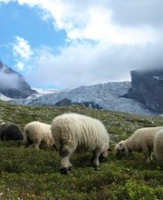 WollReich Haslital GmbH Bild 1