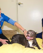 Topaz Veterinary Clinic image 7