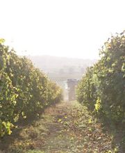 DOMAINE DE LAXE image 2