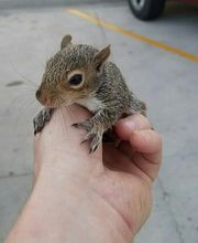 ecoPRO Wildlife Solutions image 12