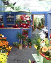 Blumen Nellessen Bild 2