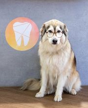 Dr. Eva Kaufmann & Kollegen Bild 6