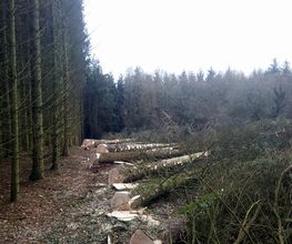 Breizh Forêt image 1