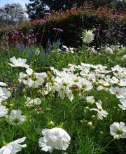 Gander Gartenbau Bild 12