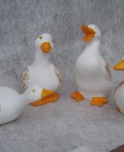 Viveiros Adoa, S.L. (Tameiga) imagen 11