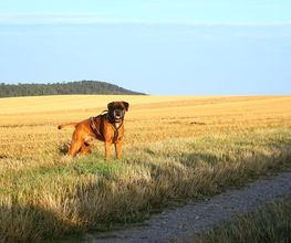 Boxerzwinger vom Wettiner Eck Bild 7