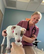 South Lake Vet image 2