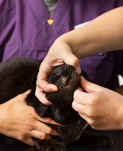 Dr. med. vet. Frey Artur Bild 12