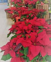 Gamm Vert - Nyons Nature image 5