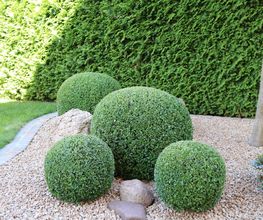 Hoxha Gartengestaltung & Pflege Bild 4