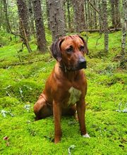 Rhodesian Ridgeback Züchter Bild 9