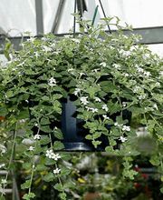 Gärtnerei Bühler GmbH