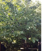 Hoffmann Tyson image 1