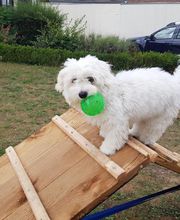 Keep Cool Dog image 7