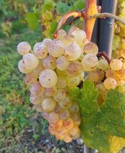 La Vaudoise des Quatre Vents Bild 7