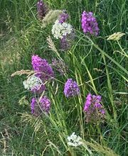 Ferme du Roussel image 7