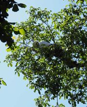 Marcus Klemm Fachagrarwirt Baumpflege Bild 1