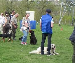 Cani-breizh image 13