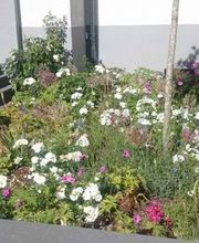 Gartenbau Anton Siemens Köln