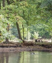 Im denkmalgeschützten Schlosspark gibt es neben dem Pavillon auch einen kleinen idyllischen See, auf dem Wasservögel ihre Bahnen ziehen