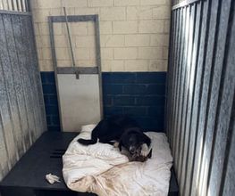 Dierenhotel Pandora afbeelding 3