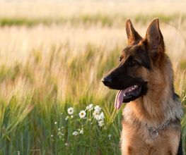 Reinado Canino imagen 17