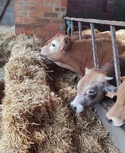 Pinsos Cortada imagen 14