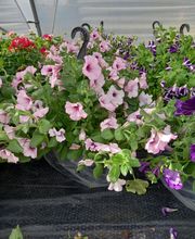 BJL Potager image 3