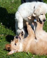 Happy-Dog-School Bild 2