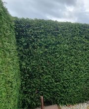 Gartenservice Cedric Rother Bild 3
