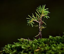 SERVICES BOIS ET FORETS image 5