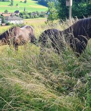 Gesundes Pferd Andrea Möri Bild 7